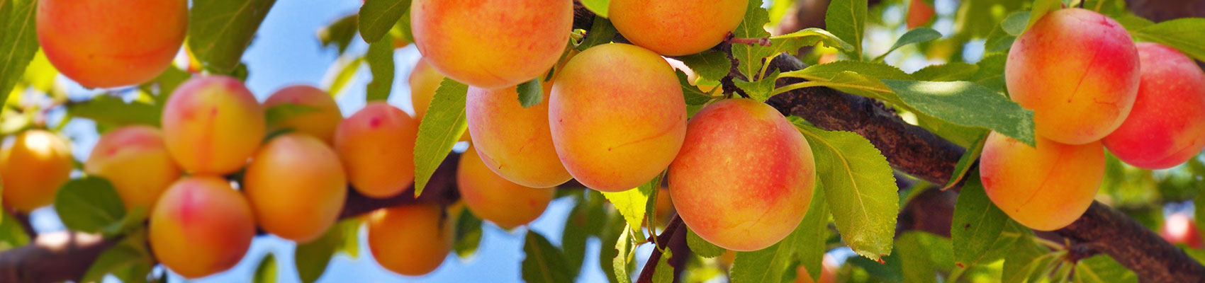 Fruit Basket Orchard Logo Rebranding